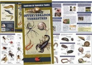 Invertebrados terrestres. Introducción a las especies ibéricas
