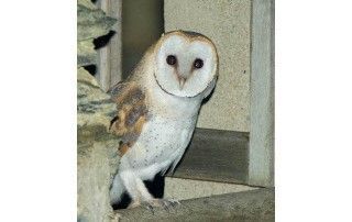 Curuxa (Tyto alba)