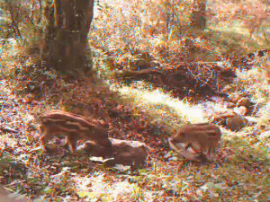 Xabaríns (Sus scrofa)
