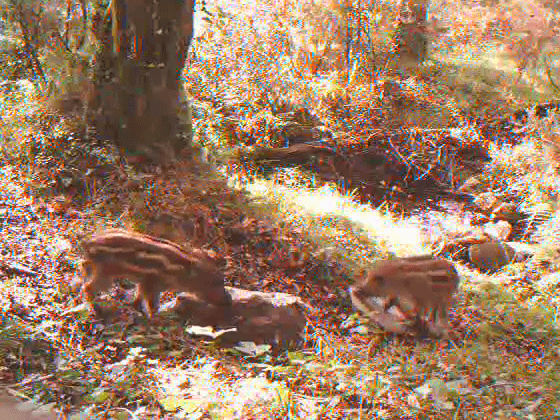 Xabaríns (Sus scrofa)