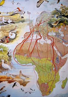 Mapa de migracións