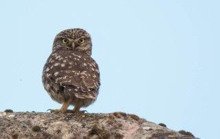 Moucho (Athene noctua)