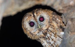 Avelaiona (Strix aluco)