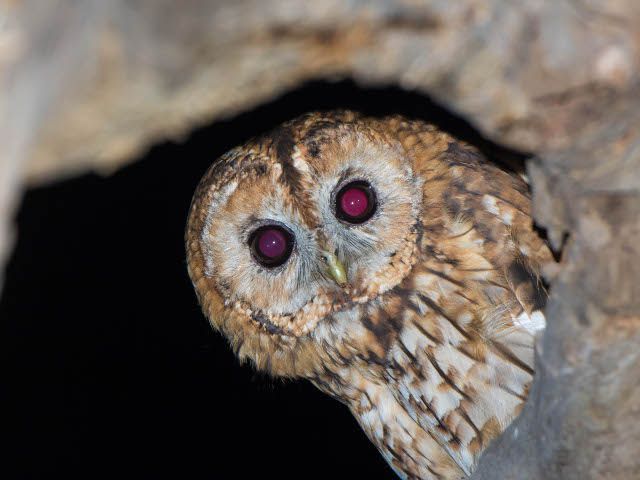 Avelaiona (Strix aluco)