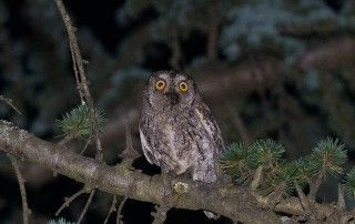 Moucho de orellas (Otus scops)