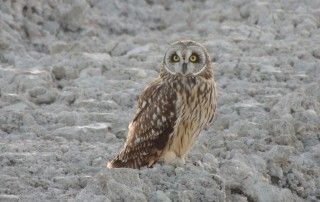 Curuxa das xunqueiras (Asio flammeus)