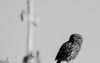 Moucho (Athene noctua)