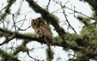 Avelaiona (Strix aluco)