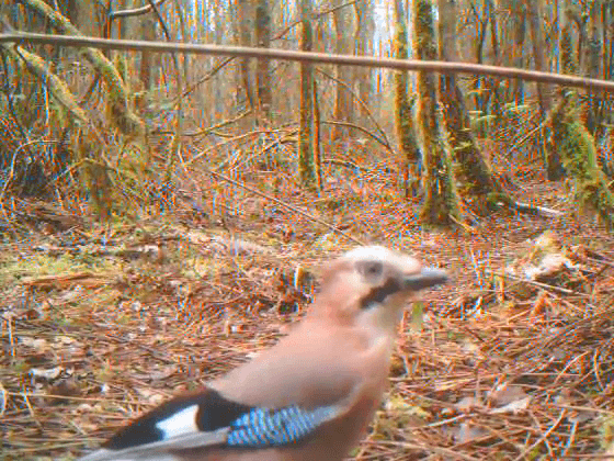 Gaio (Garrulus glandarius)