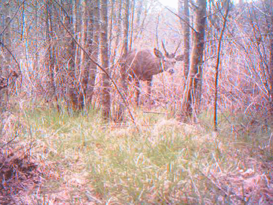 Cervo (Cervus elaphus)