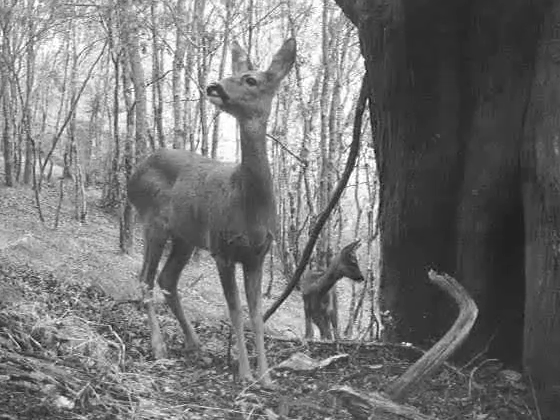 Corzos (Capreolus capreolus)