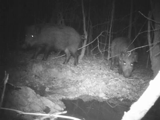 Xabaríns (Sus scrofa)