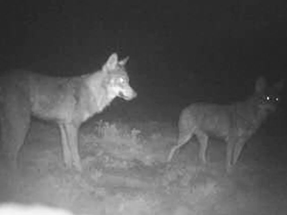 Lobos (Canis lupus)
