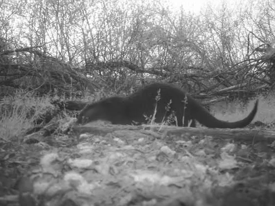 Lontra (Lutra lutra)