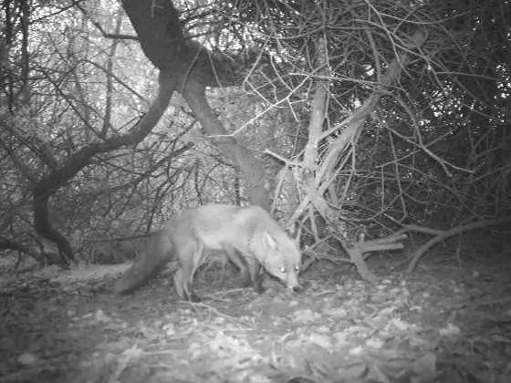 Raposo (Vulpes vulpes)