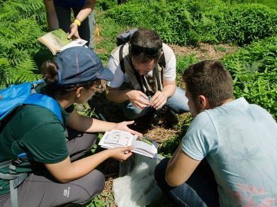Identificando invertebrados