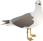 Larus michahellis