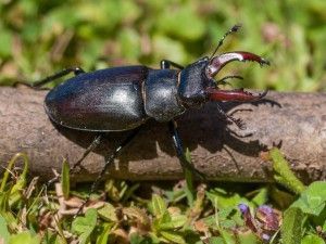 Lucanus cervus macho (Dani Monteagudo)