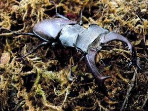 Lucanus cervus macho