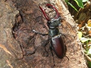Lucanus cervus macho