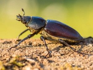 Lucanus cervus femia