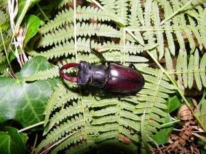 Lucanus cervus macho