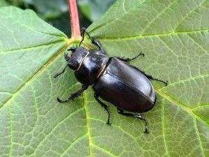 Lucanus cervus femia (Ignacio Delgado)