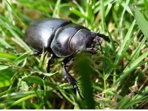 Lucanus cervus femia