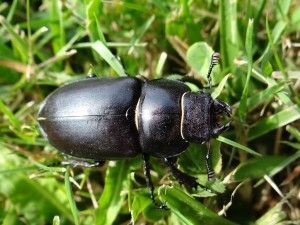 Lucanus cervus femia