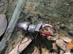 Lucanus cervus macho