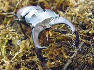 Lucanus cervus macho