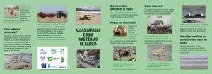 Algas varadas e vida nas praias