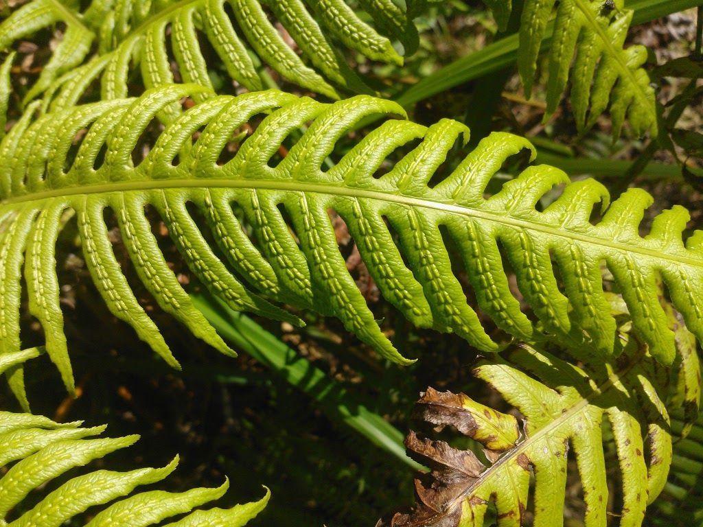 Woodwardia radicans