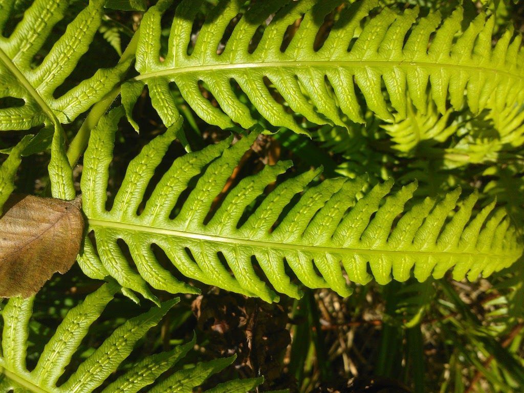 Woodwardia radicans
