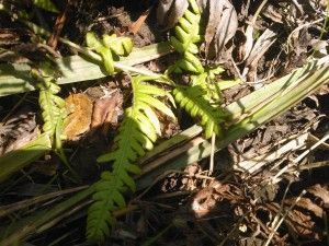 Woodwardia radicans