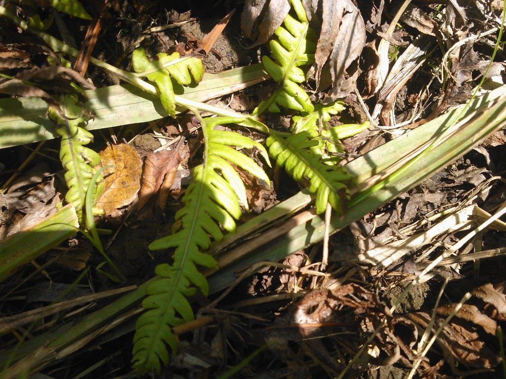Woodwardia radicans