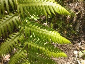 Woodwardia radicans