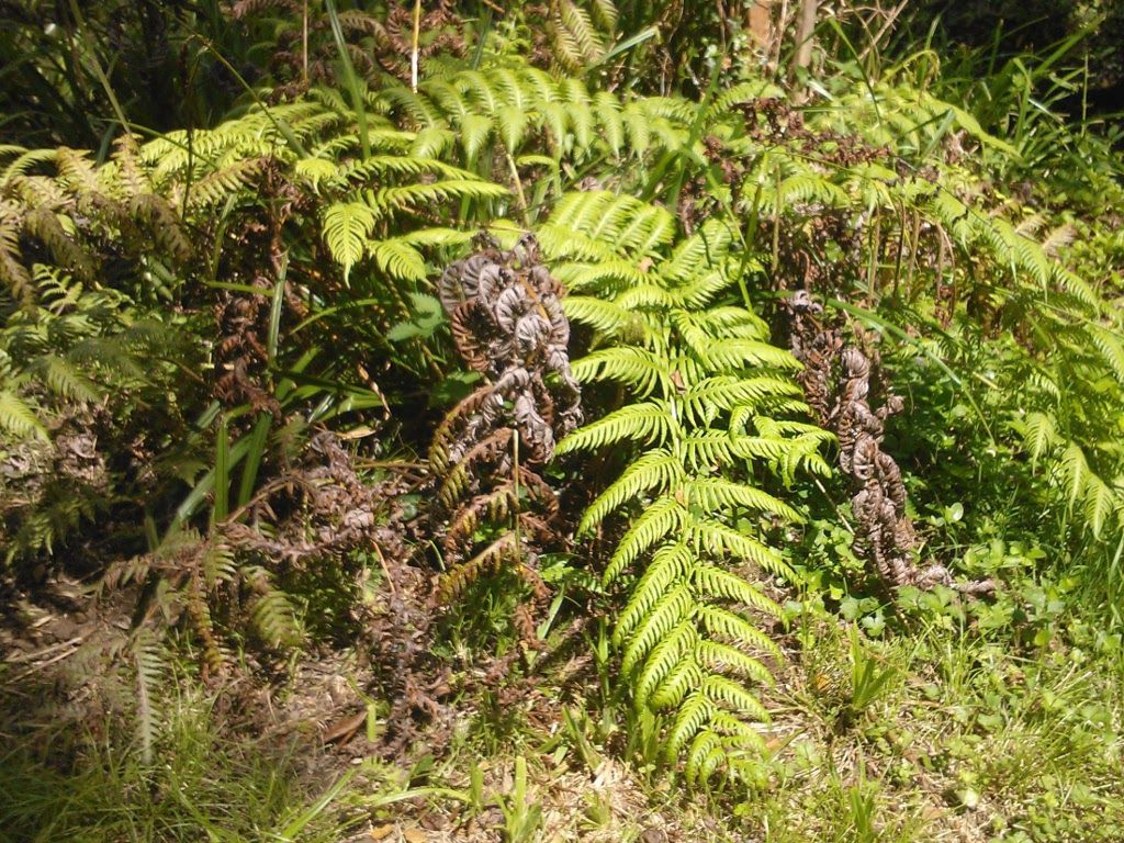 Woodwardia radicans