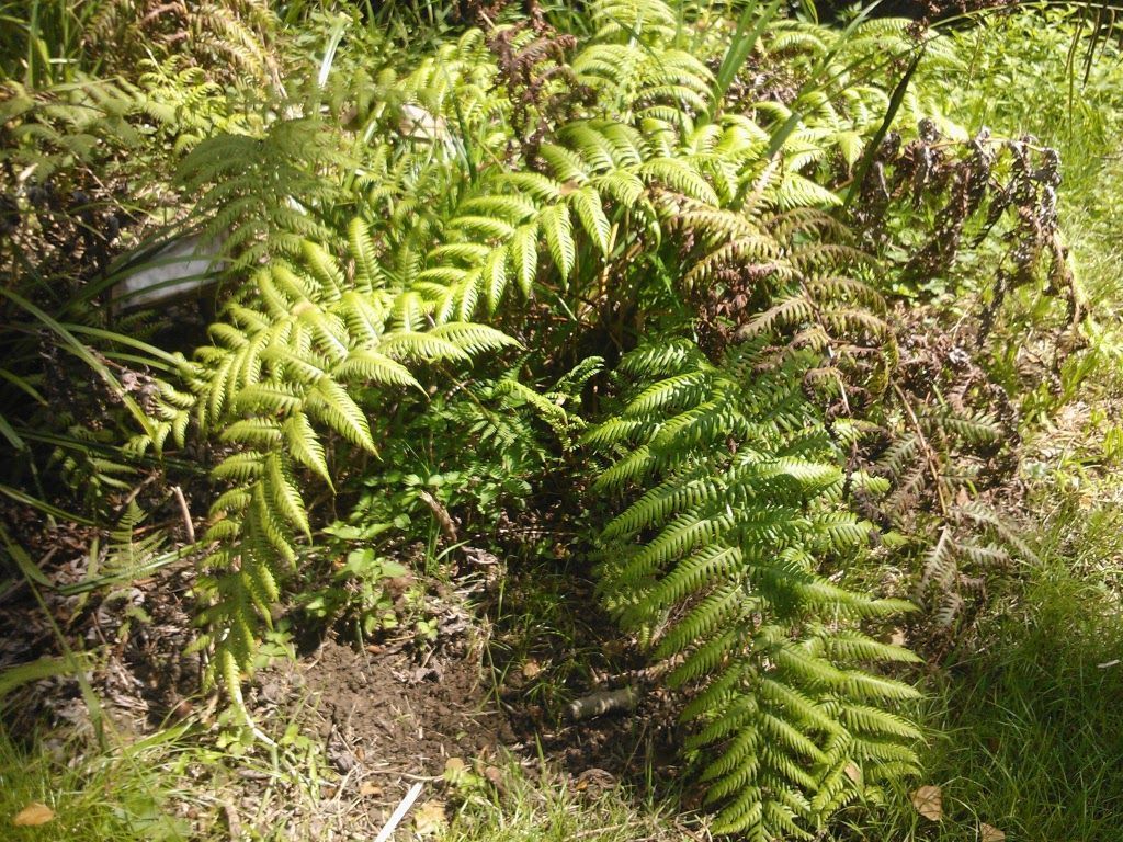 Woodwardia radicans