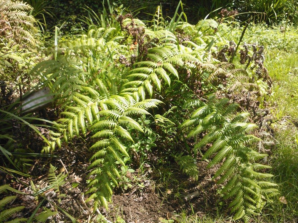 Woodwardia radicans