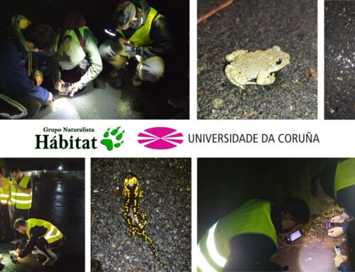 Monitorización dos atropelos de anfibios no encoro de Abegondo-Cecebre coa Universidade da Coruña con Aprendizaxe e Servizo.