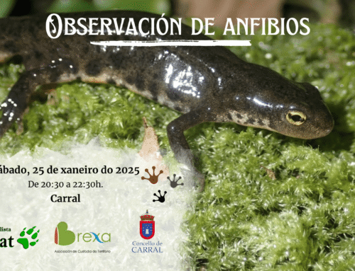 Anfibios de Carral con Brexa