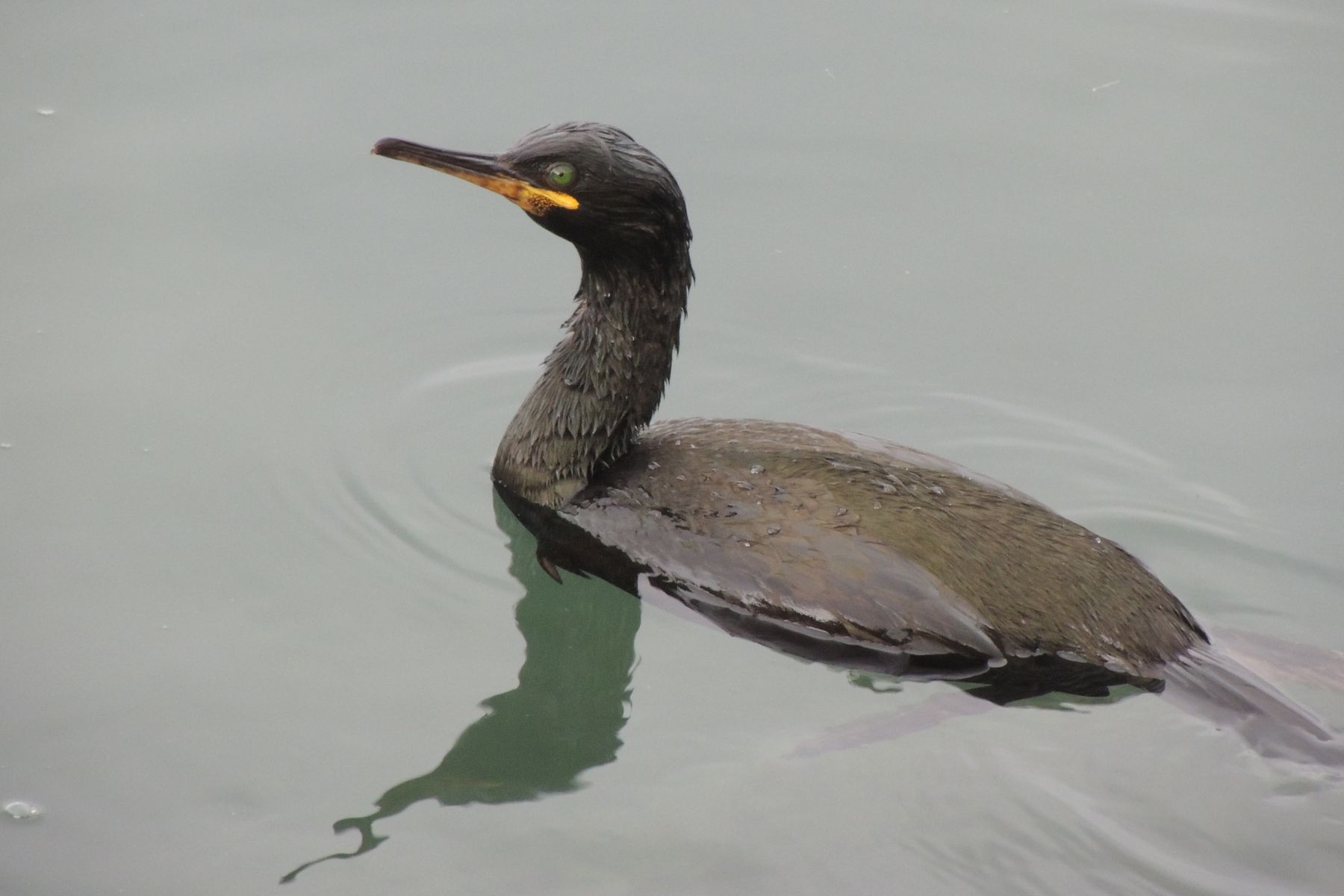 Gulosus_aristotelis_JP_E2