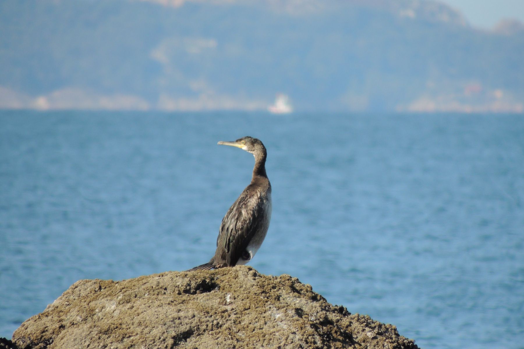 Gulosus_aristotelis_JP_H2