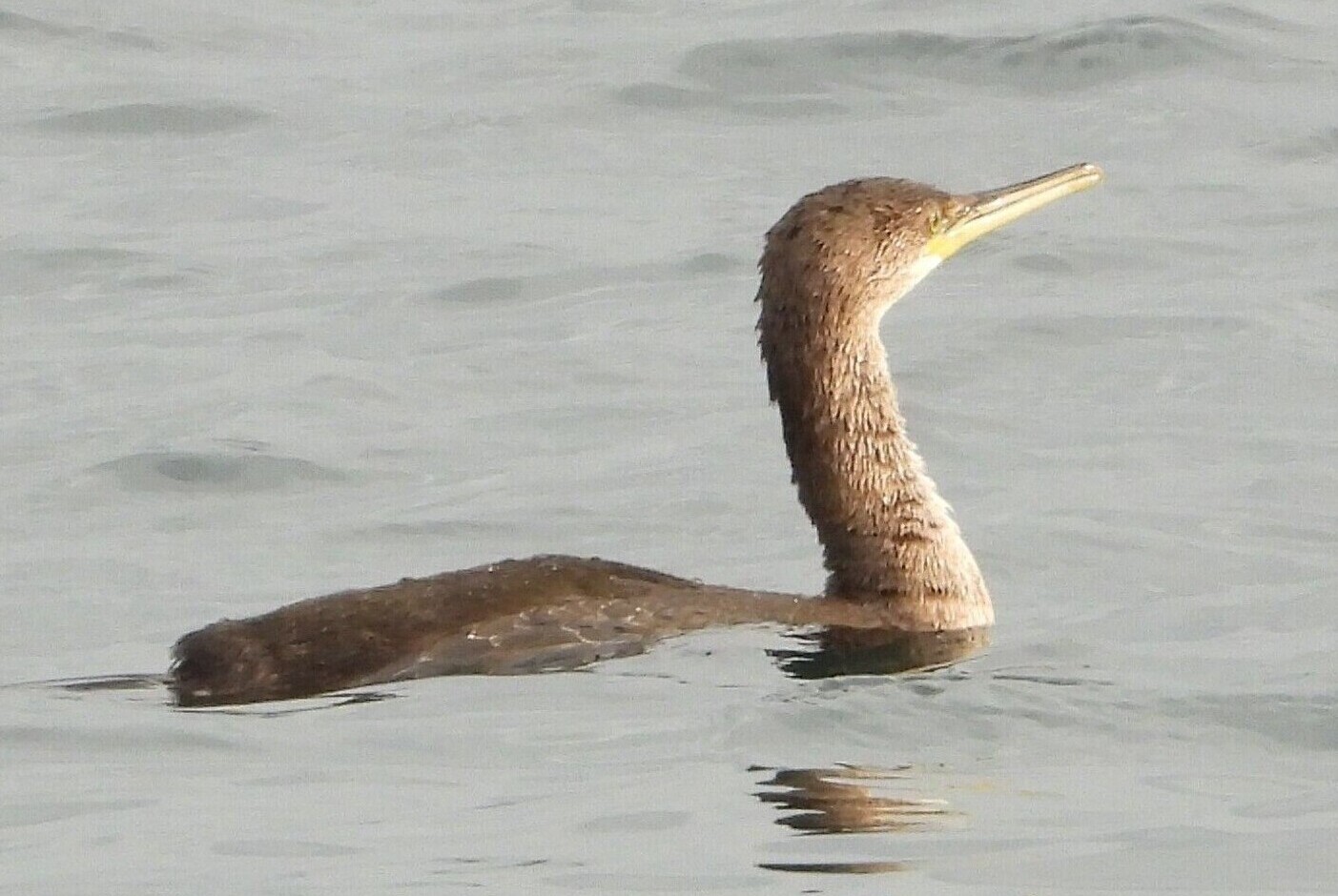 Gulosus_aristotelis_LP_E