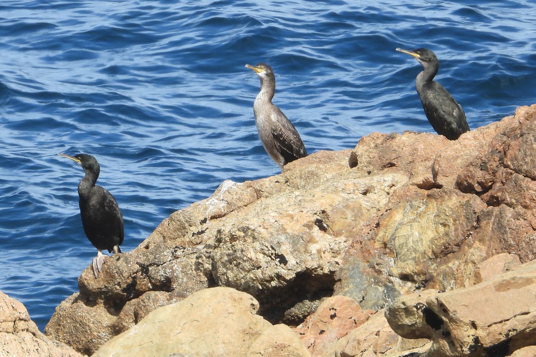 Gulosus_aristotelis_LP_E2