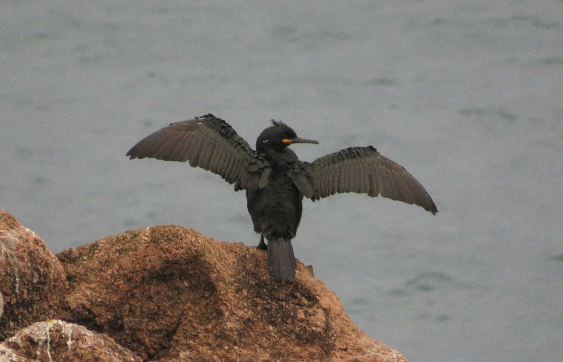 Gulosus_aristotelis_LP_H