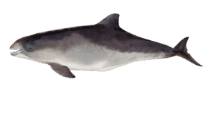 Debuxo Phocoena phocoena