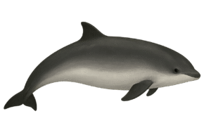Phocoena phocoena