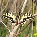 Papilio machaon